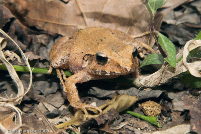 Craugastor loki	Volcan San Martin Robber Frog