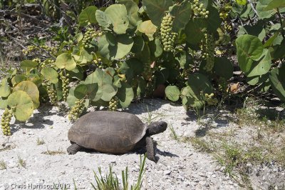 Gopherus polyphemusGopher Tortoise