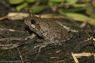 Hyla chrysocelisCope's Gray Treefrog