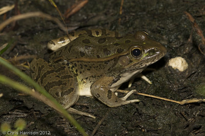 Lithobates berlandieriRio Grande Leopard Frog