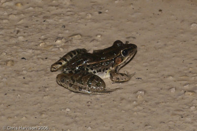 Lithobates brownorumCentral American Leopard Frog