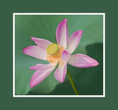 AA-Open-Lotus Blossom.jpg