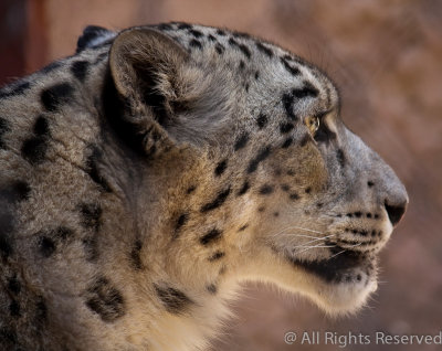 Leopard in Profile