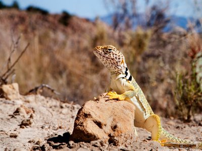 Color Prints-AA-Open-Eastern Collared Lizard in the Ojito
