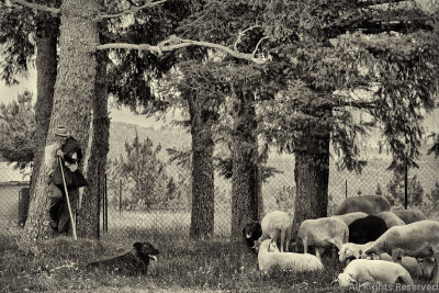 B&W Prints-Open-Goat Herd and Flock