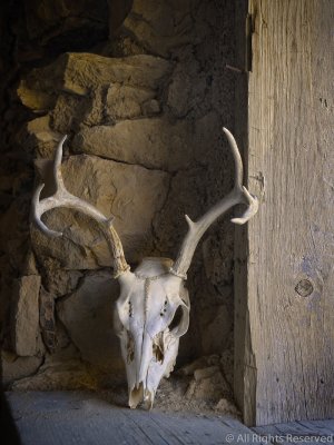AA-Open-Deer Skull on Windows Ledge