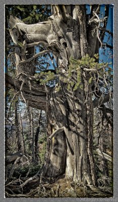 Bristlecone Pine Utah