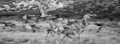 Flight of Cranes