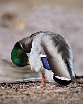 Grooming Duck