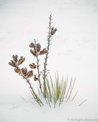 Yucca In Snow
