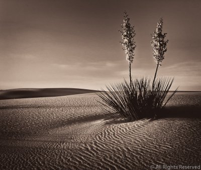 White Sands Daybreak