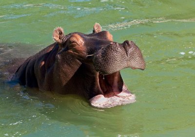 Laughing Hippo