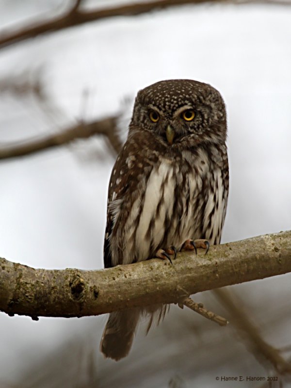 Spurveugle (Glaucidium passerinum)