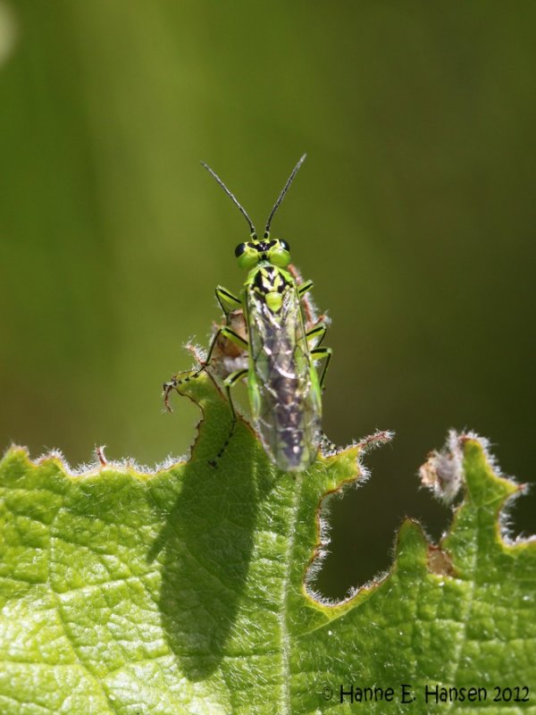 Grøn Bladhveps (Rhogogaster viridis)