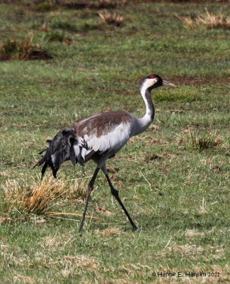 Common Crane (Grus grus)