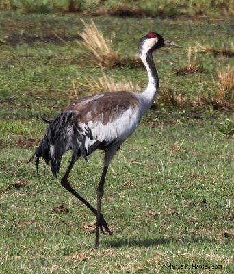 Common Crane (Grus grus)