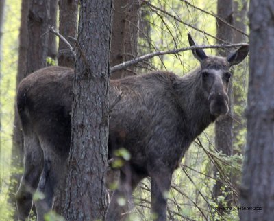 Elk (Alces alces)