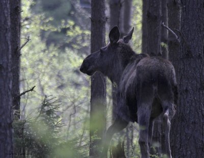 Elk (Alces alces)