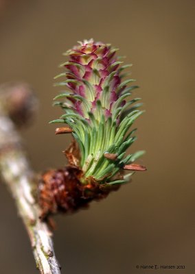 Lrk sp. (Larix sp.)
