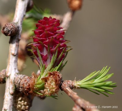 Lrk sp. (Larix sp.)