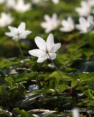 Hvid anemone (Anemone nemorosa)