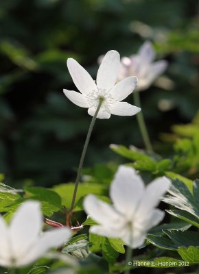 Hvid anemone (Anemone nemorosa)