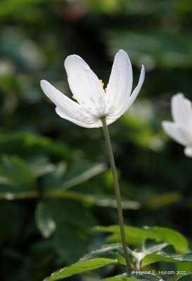 Hvid anemone (Anemone nemorosa)