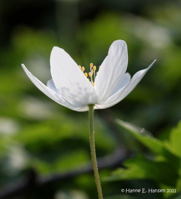 Hvid anemone (Anemone nemorosa)