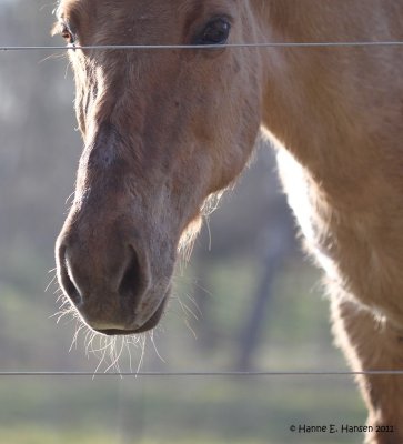 Icelandic horse