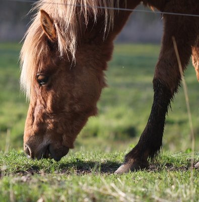 Icelandic horse