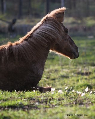 Icelandic horse