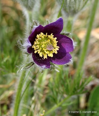 Pasqueflower (Pulsatilla vulgaris)