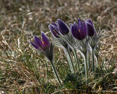 Pasqueflower (Pulsatilla vulgaris)