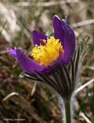 Pasqueflower (Pulsatilla vulgaris)