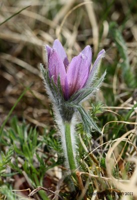 Pasqueflower (Pulsatilla vulgaris)