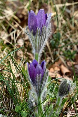 Pasqueflower (Pulsatilla vulgaris)