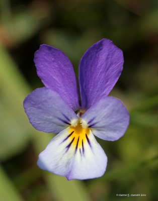 Almindelig Stedmoderblomst (Viola tricolor ssp. tricolor)