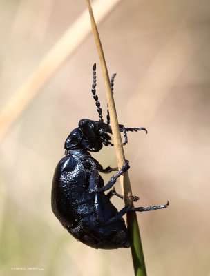 Sort oliebille (Meloe proscarabaeus )