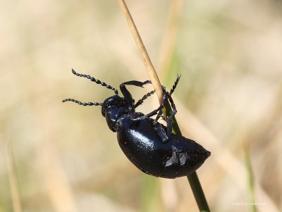 Sort oliebille (Meloe proscarabaeus )
