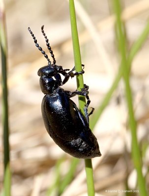 Sort oliebille (Meloe proscarabaeus )