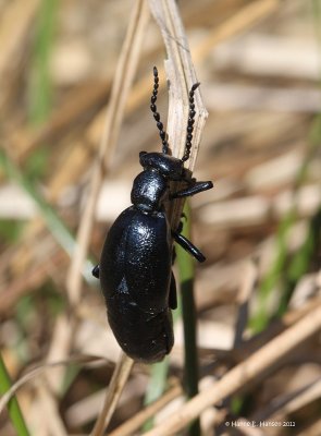 Sort oliebille (Meloe proscarabaeus )