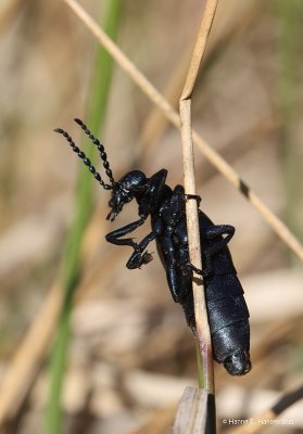 Sort oliebille (Meloe proscarabaeus )