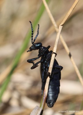 Sort oliebille (Meloe proscarabaeus )