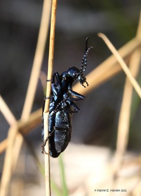 Sort oliebille (Meloe proscarabaeus )