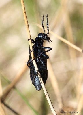 Sort oliebille (Meloe proscarabaeus )