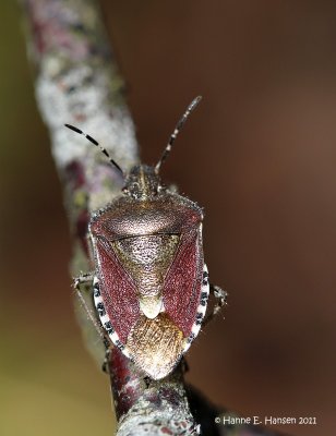 Almindelig brtge (Dolycoris baccarum)
