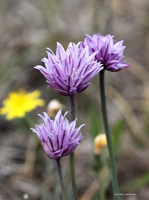Alvar-Purlg Allium schoenoprasum var. Alvarense