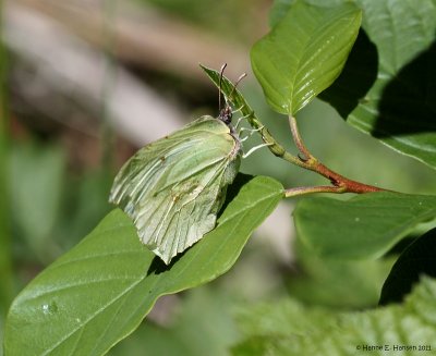 Citronsommerfugl (Gonepteryx rhamni)
