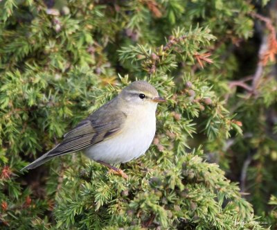 Common Chiffchaff (Phylloscopus collybita)