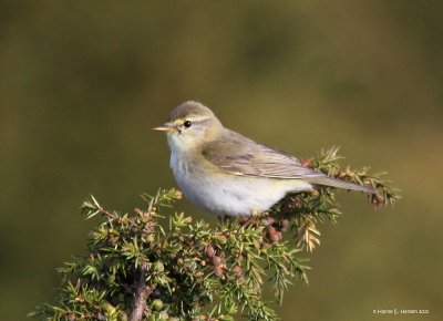 Common Chiffchaff (Phylloscopus collybita)